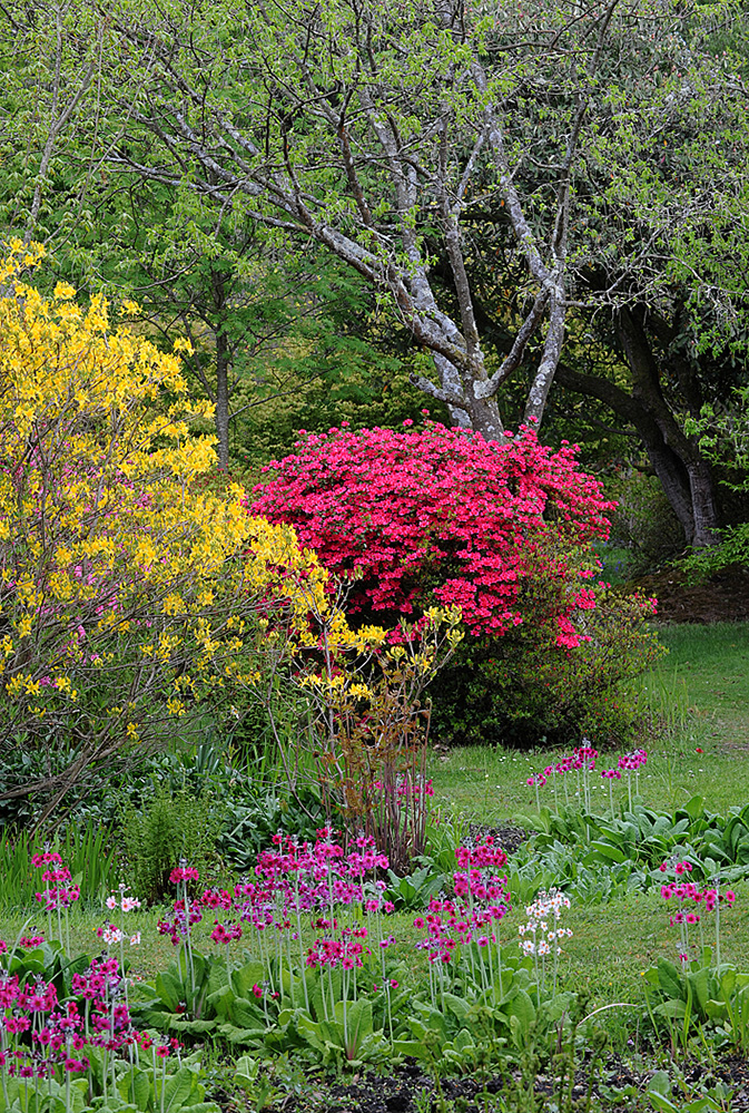 Furzey Gardens New Forest Springtime Colours 1